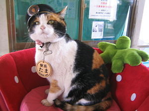 Cat - Stationmaster - Railway, cat, Japan, Stationmaster