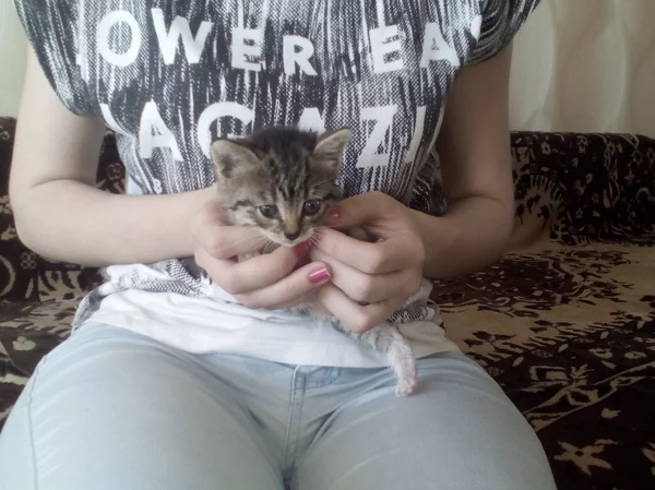 Котёнок ищет дом. - Длиннопост, Волжский, Бездомные животные, Дом, Милота, Кот, Моё