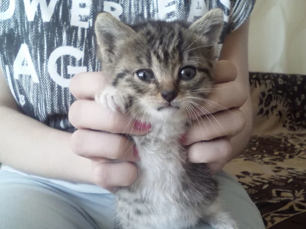 Котёнок ищет дом. - Длиннопост, Волжский, Бездомные животные, Дом, Милота, Кот, Моё