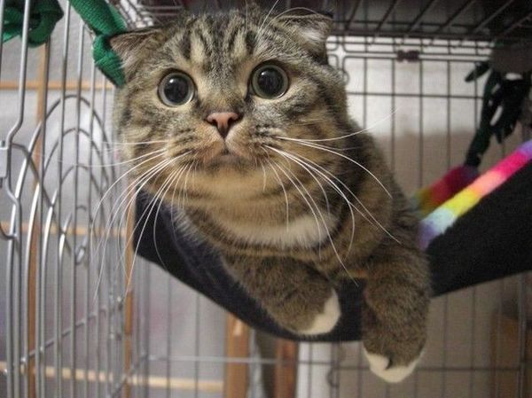 �������?! �� ����� � �������� �������!