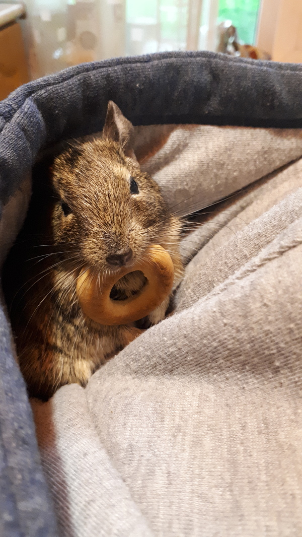 A little degu in your feed ^^ - My, Degu, Animals, Video