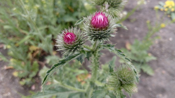 prickly beauty - Thistle, Rose hip, My