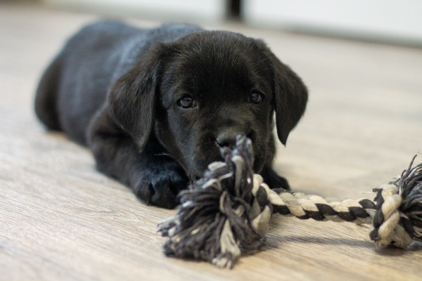 Happiness in the house :3 - My, Dog, Labrador, The photo, Pets, Milota, Longpost