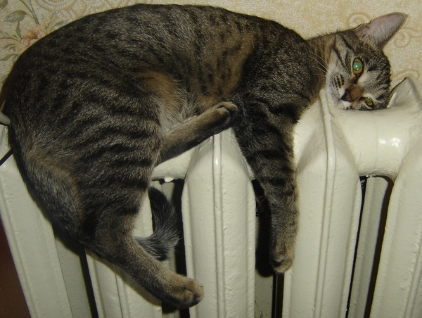 ����������� :)