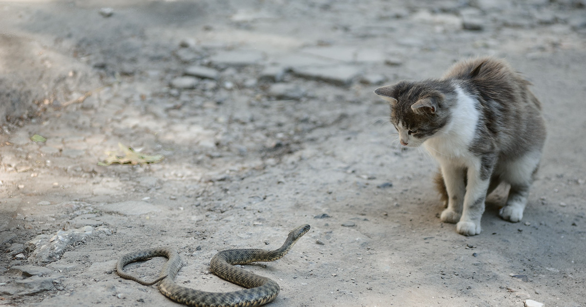 Cats snake. Кошки и змеи. Кошка и змея. Котик змея.