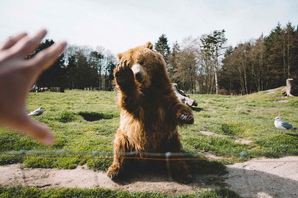 Rendezvous with nature. - Nature, Animals, Washington, USA, Longpost