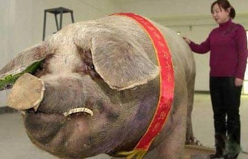 Chinese family moved six times due to giant pig snoring - Pig, China, Snore, , 