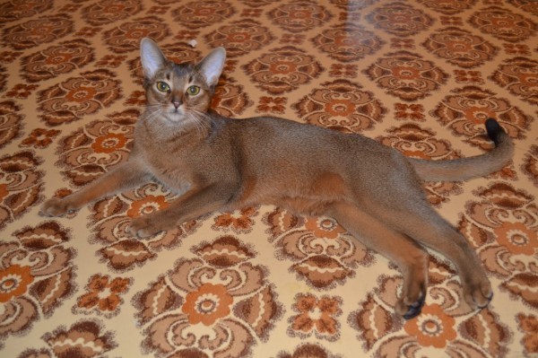 Cat... - cat, My, Gracefulness, Abyssinian cat