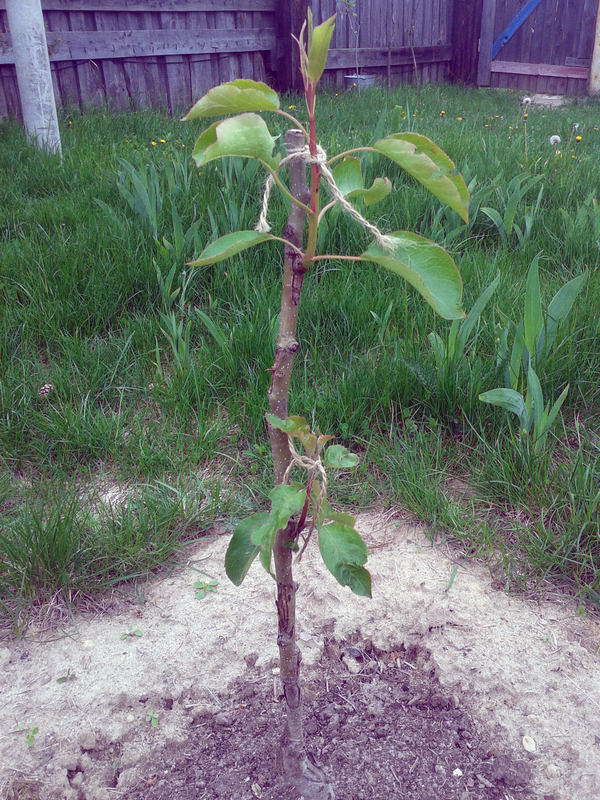 apple pear - Graft, Apple tree, , Michurin, Vaccination
