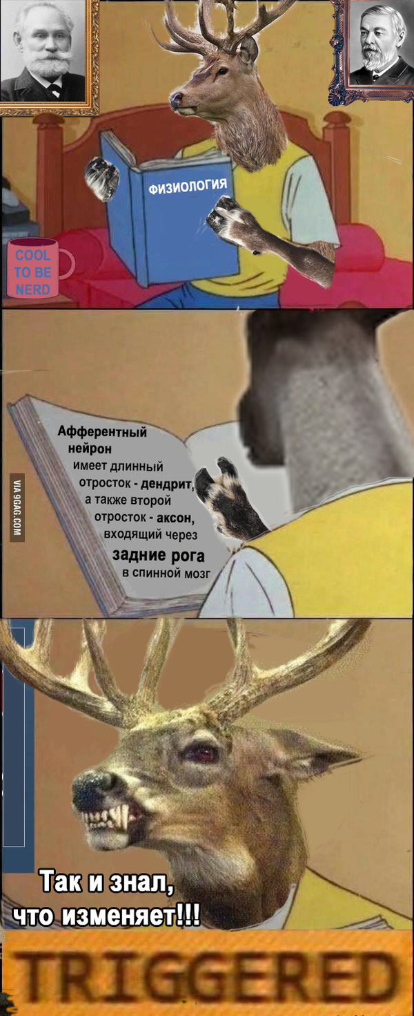 typical deer - My, Triggered, Deer, Physiology, Jealousy, Ivan Sechenov, Pavlov, Deer