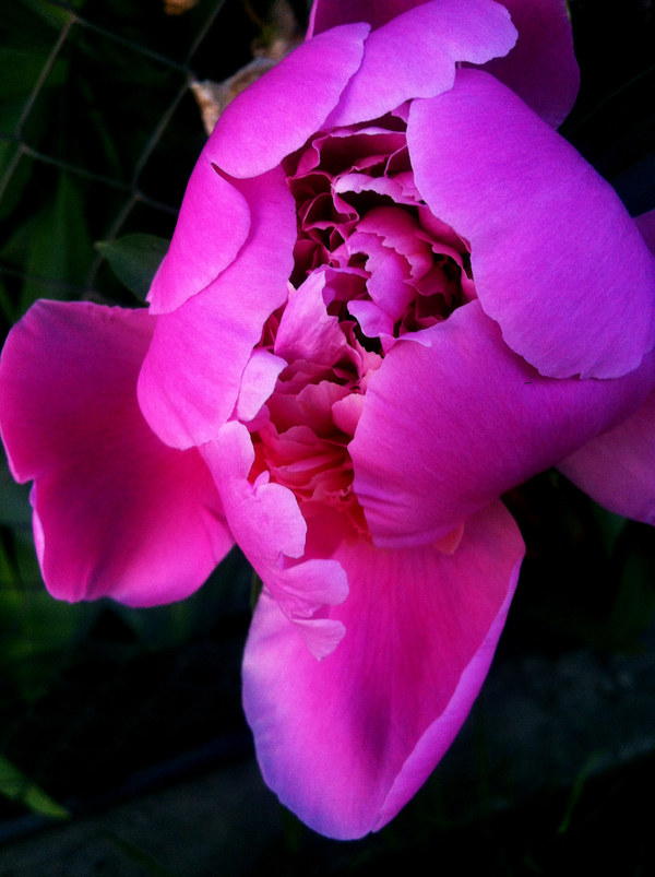 Peonies - My, beauty of nature, beauty, Flowers, Juiciness, Pink, Pink peonies, Brightness, Nature, Longpost, Peonies