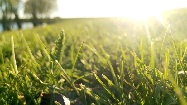 Hey - My, The sun, Grass, Longpost