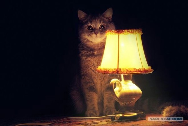 If you dream like this - My, Cat with lamp, Imagination, Dream, Plot, Artifice, Longpost, Text