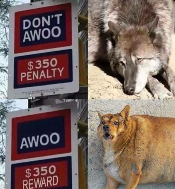 Awooo - Dog, Wolf