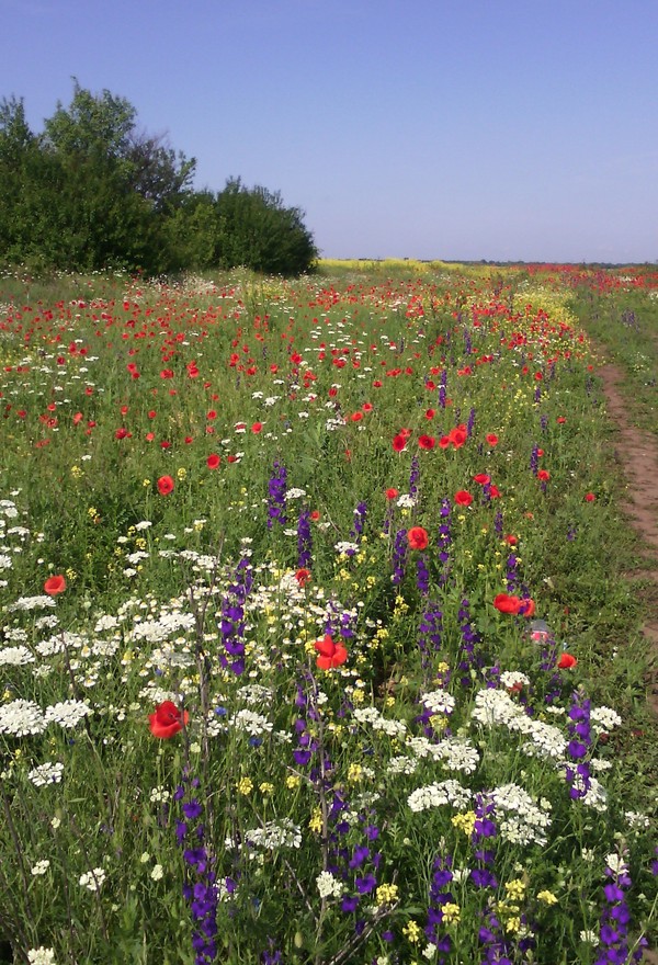 A few wildflowers for you - My, Flowers, Field, Nature, beauty of nature