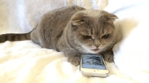 Котолайк