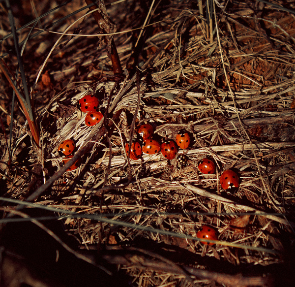 Find a spy - My, Spy, ladybug, Pot-bellied trifle