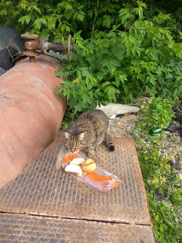 Preparing the bait - cat, Hunter