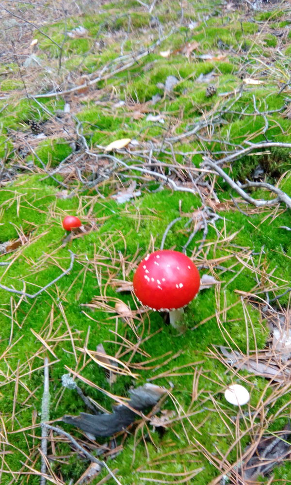 Fly agaric - My, Buzuluk forest, Fly agaric, Moss