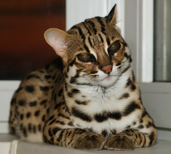 Genetic engineering on the knee or do-it-yourself Leopard cat. - Selection, Genetics, Heresy, Philosophy, Practice, cat, Interesting