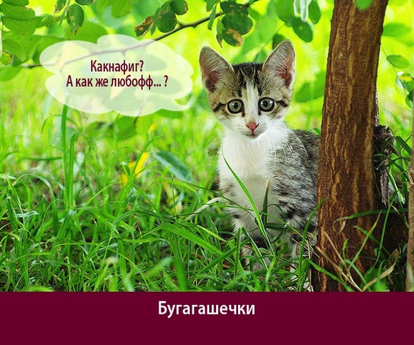 How in fig? - My, cat, Cats and kittens, Catomafia, Demotivator, Bugagashenka, Love, , Animals