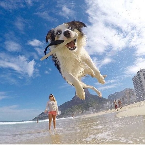 Caught - Lucky shot, Dog, Caught, Beach, Lucky moment