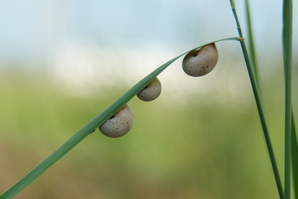 Taurinellushka babugana (  :) , , , 