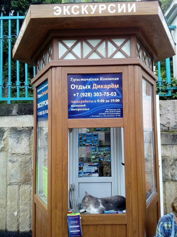 Guide to Kislovodsk - My, cat, Cats are like people