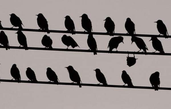 Not like everyone else - Birds, Not like everyone else, 