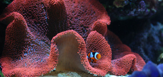 The nitrogen cycle in a marine reef aquarium or continue building a house reef! - My, Coral, Aquarium, Feeding, Maritime, Running, Nemo, Longpost