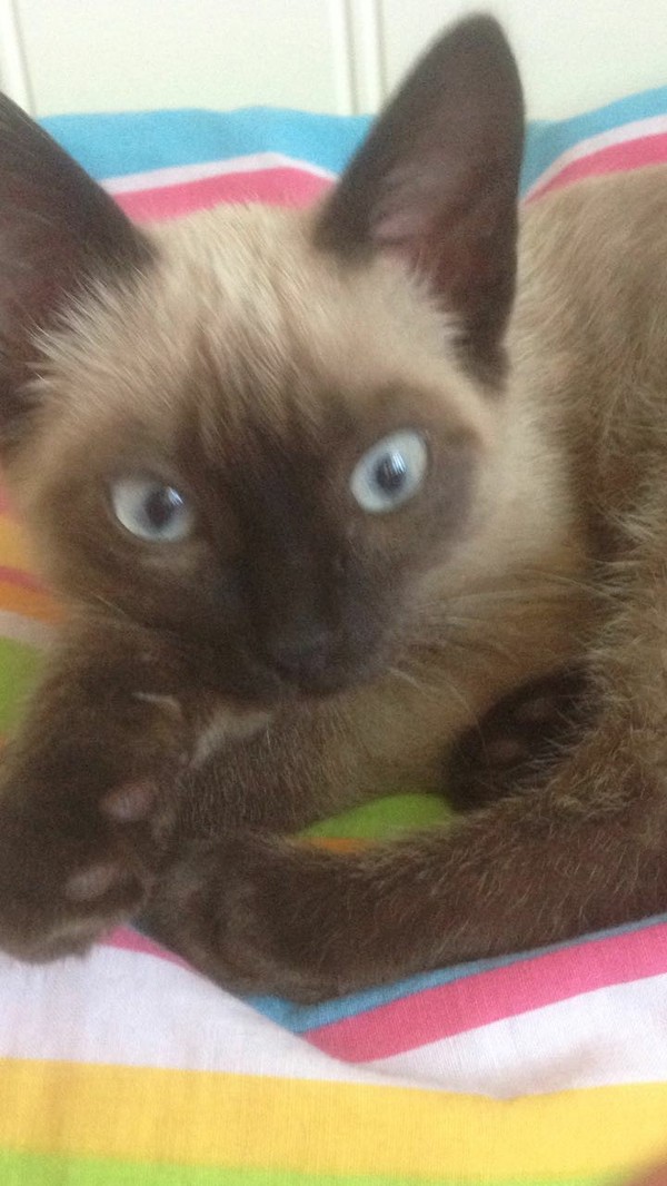 Алматы. Помогите пристроить котенка | Пикабу