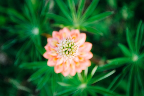 Summer has come - The photo, Flowers, My