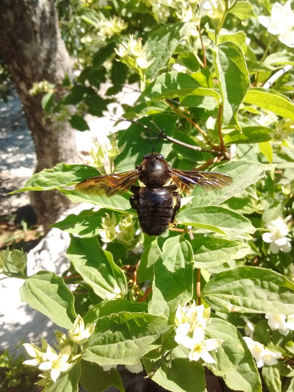 Wrong drone - My, The photo, Bees, Xylocopa