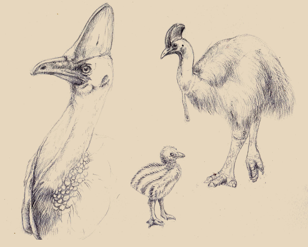 Казуар (набросок)
