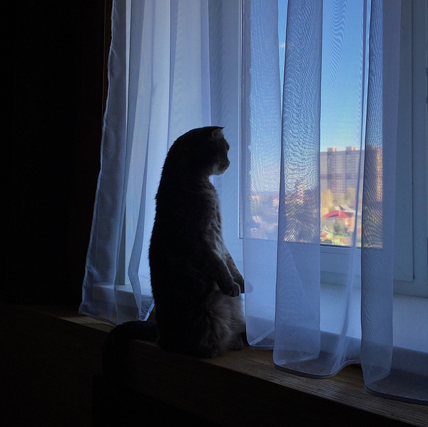 What is this world that is outside the window ... - cat, My, Thoughts, Catomafia, My, The photo