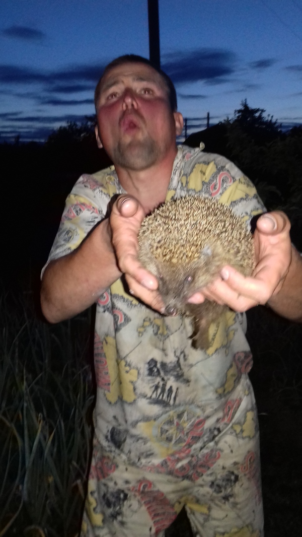 Sacrifice of a hedgehog. Husband shocked by thorns :-) - My, Hedgehog, Husband, Dacha, Humor