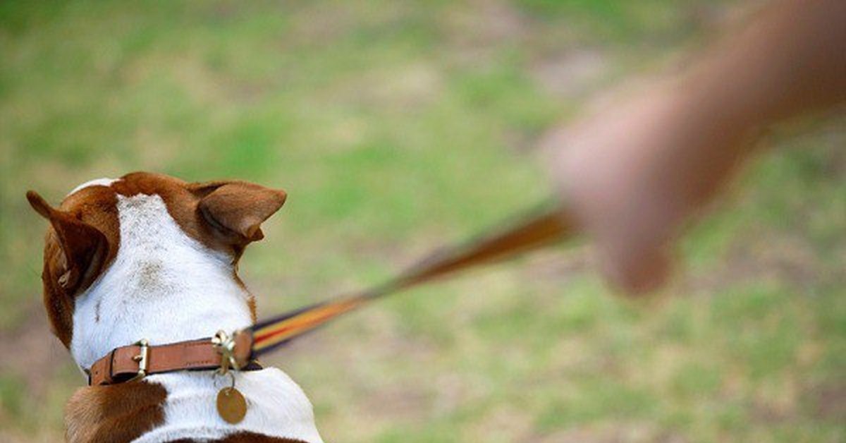 Как научить собаку не тянуть поводок на прогулке. Собака упирается на поводке. Тянет поводок. Щенок с поводком. Поводок для собак.