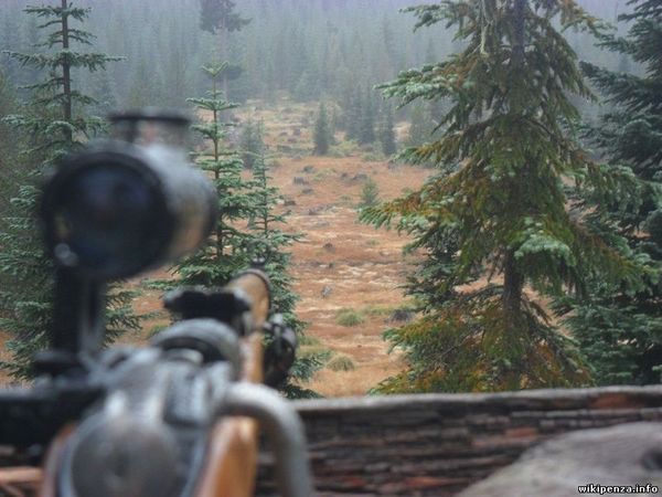 Beautiful view. - Weapon, Sniper rifle, Mosin rifle, Forest, The photo