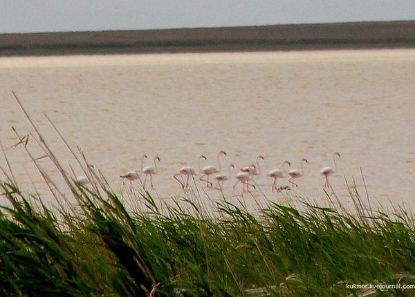 Pink flamingos in the Korgalzhyn National Reserve of Kazakhstan - My, Pink flamingo, Flamingo, Kazakhstan, Reserves and sanctuaries, The photo, My, Travels, Birds, Longpost