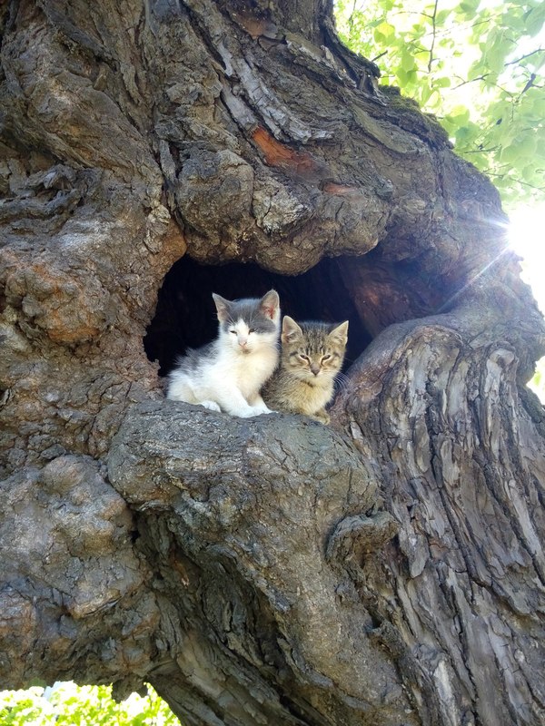 Spring. - The photo, Hollow, Summer garden, My, Saint Petersburg, cat