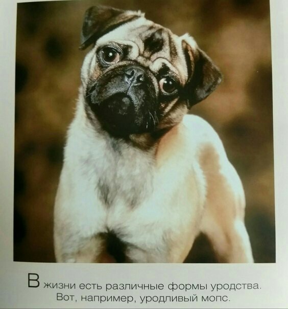 From a book - My, Pug, Freaks