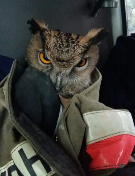 An owl was caught in the entrance with a jacket - My, Owl, Entrance, Jacket