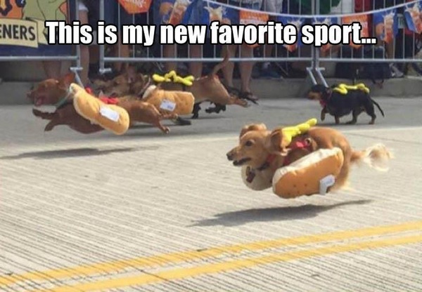 America never ceases to amaze - America, Humor, Dog, Hot Dog