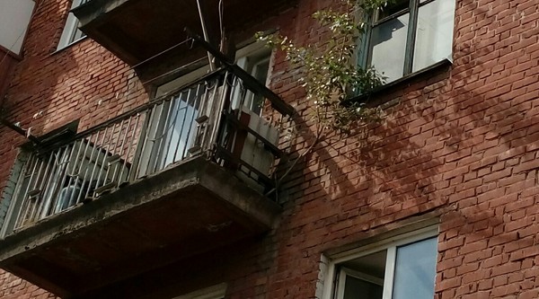 Tree on the balcony - My, Balcony, Tree