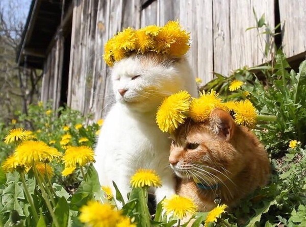 country couple - cat, Animals, Pet, Village, Dandelion, Pets