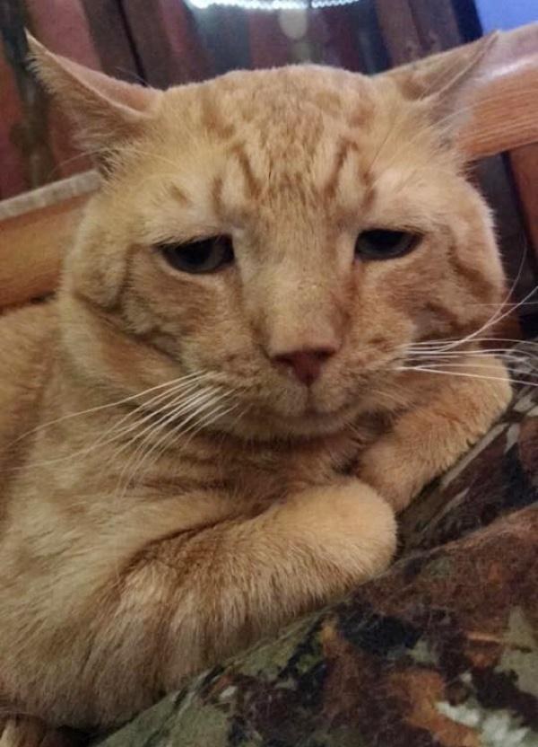 Самый грустный в мире кот. | Пикабу
