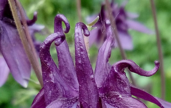 Aquilegia - Aquilegia, Jester, My