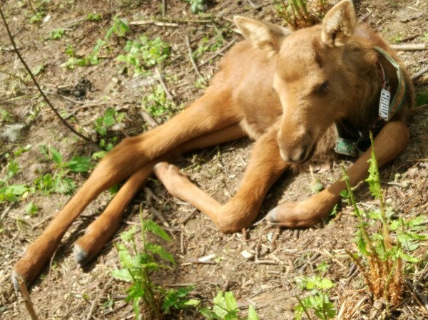 ����������� ������� �����