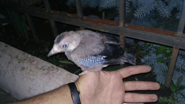 Pikabu ornithologists, I appeal to you! - The photo, What kind of bird?, My