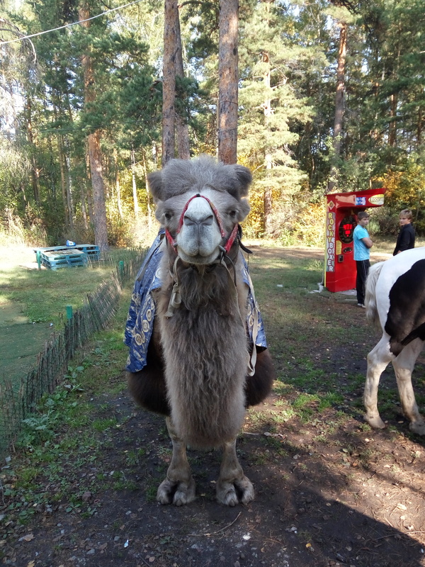 The Chelyabinsk camel looks epic. - My, Camels, Chelyabinsk, The park